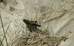 藁の上のバッタ