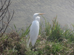 見つめる鳥①