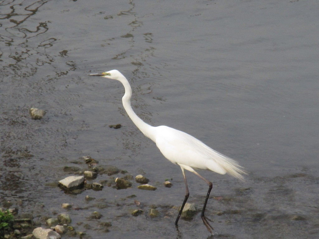 川を歩くサギ①