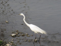 川を歩くサギ①