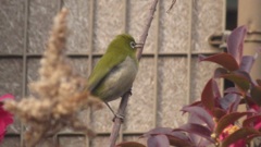 枝の上のメジロちゃん②