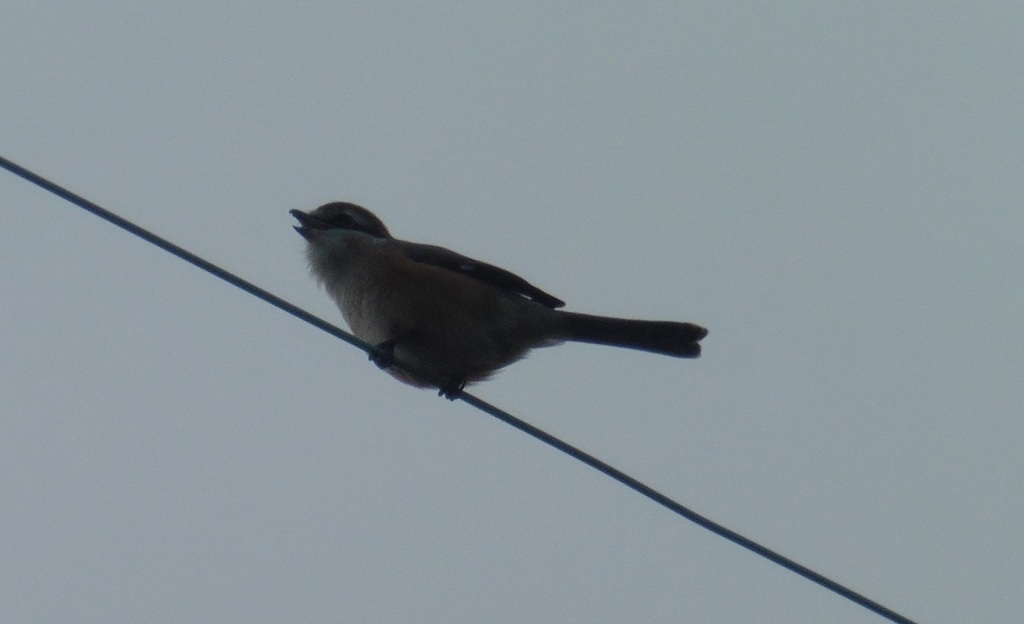電線の上で鳴くモズ