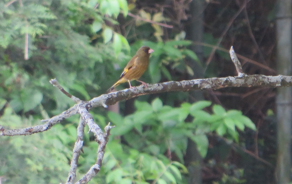 枝の上のカワラヒワ