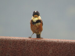 ヤマガラの営巣　⑥