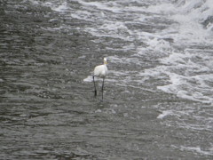 激しい流れの川の中を歩くサギ