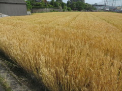 一面に広がる麦畑