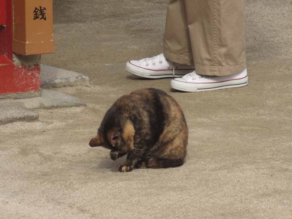 いろいろな素振りの猫ちゃん②