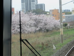 列車の前面展望から見えた桜