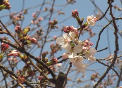 福岡の桜の開花④