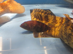 水槽の中の魚③