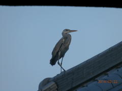 天拝公園のアオサギ①