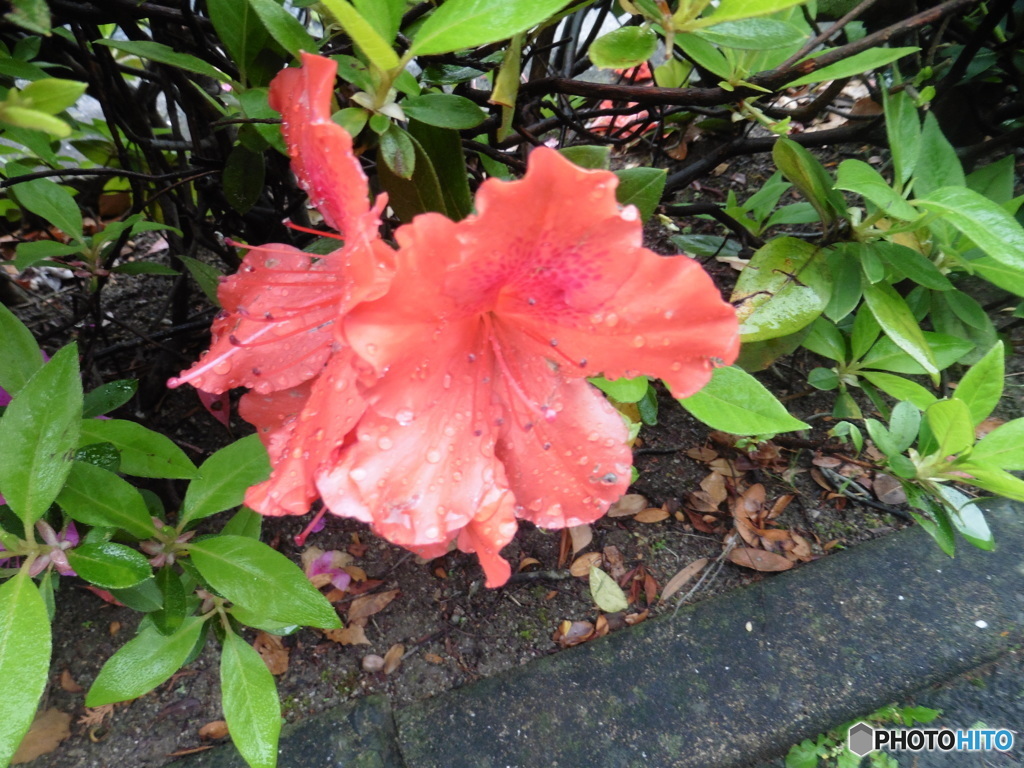 雨に濡れた花弁