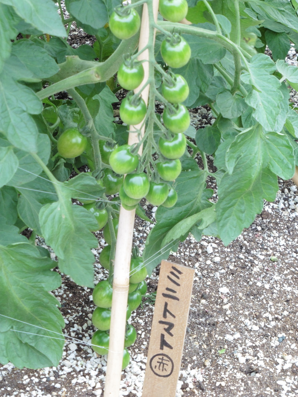 博多シティ屋上の菜園⑤