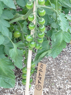 博多シティ屋上の菜園⑤