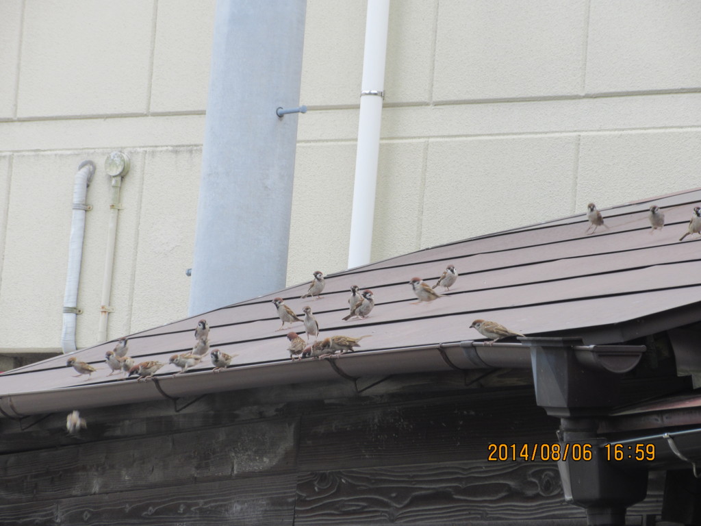 スズメの集団②