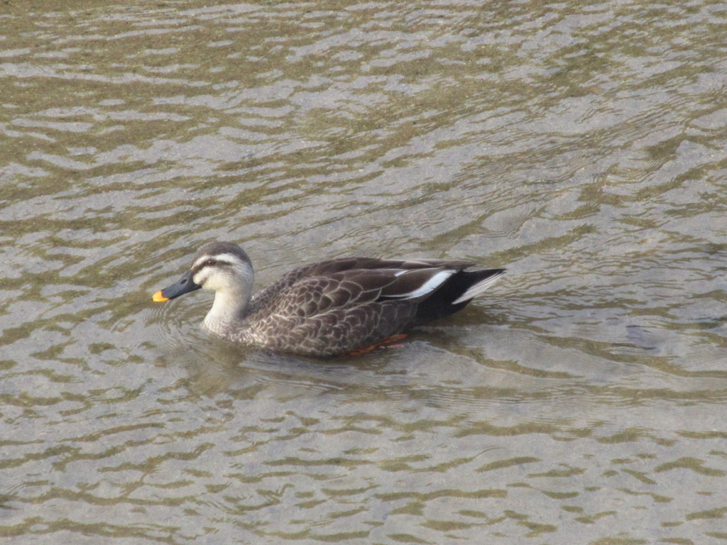 川を泳ぐカモ