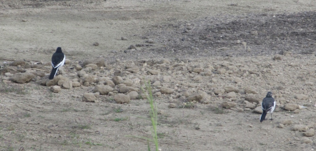 セグロセキレイ①