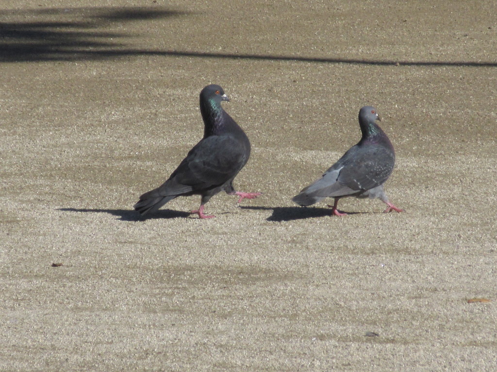 面白い二匹の鳩