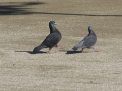 面白い二匹の鳩