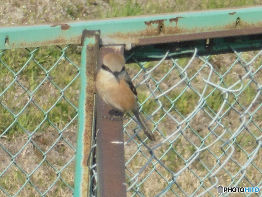 空港近くで見つけたモズ①