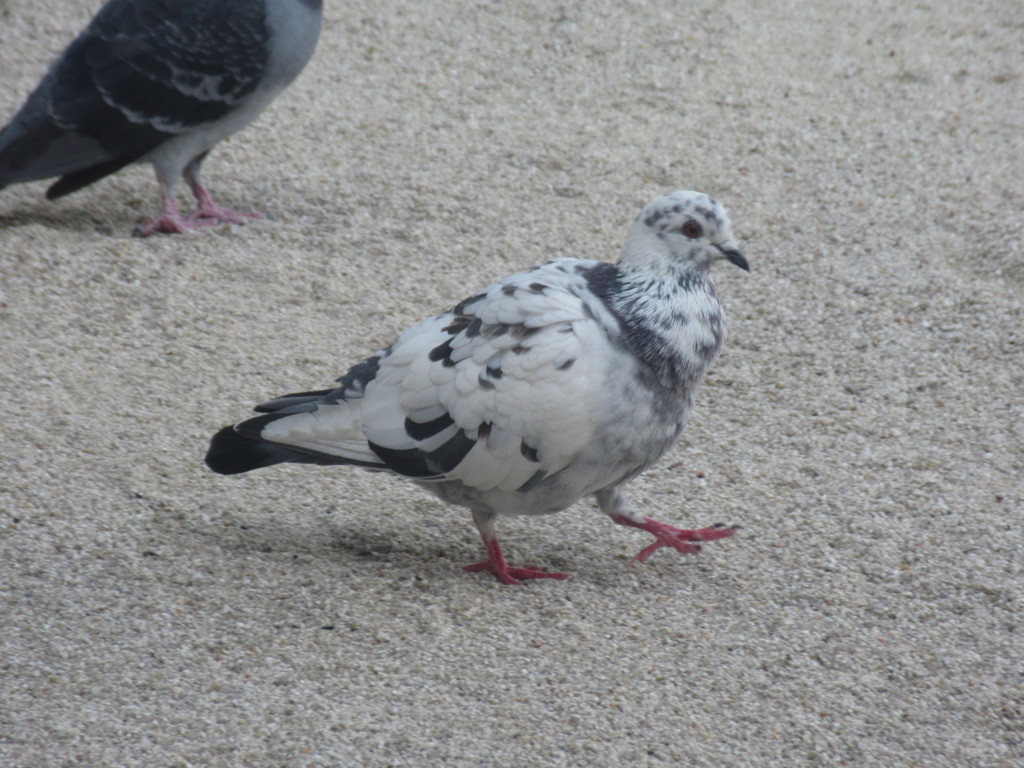 色違いの鳩