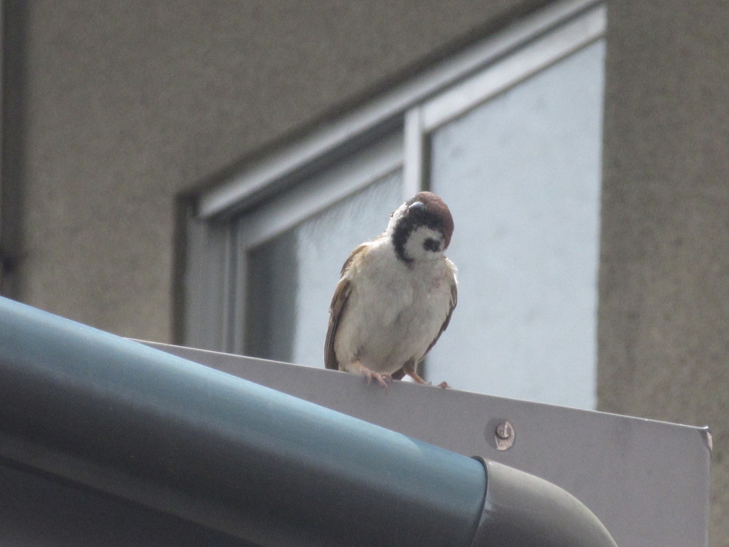 首をかしげるスズメ