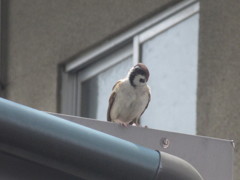 首をかしげるスズメ