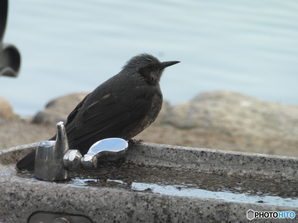 水道の横にたたずむヒヨドリ