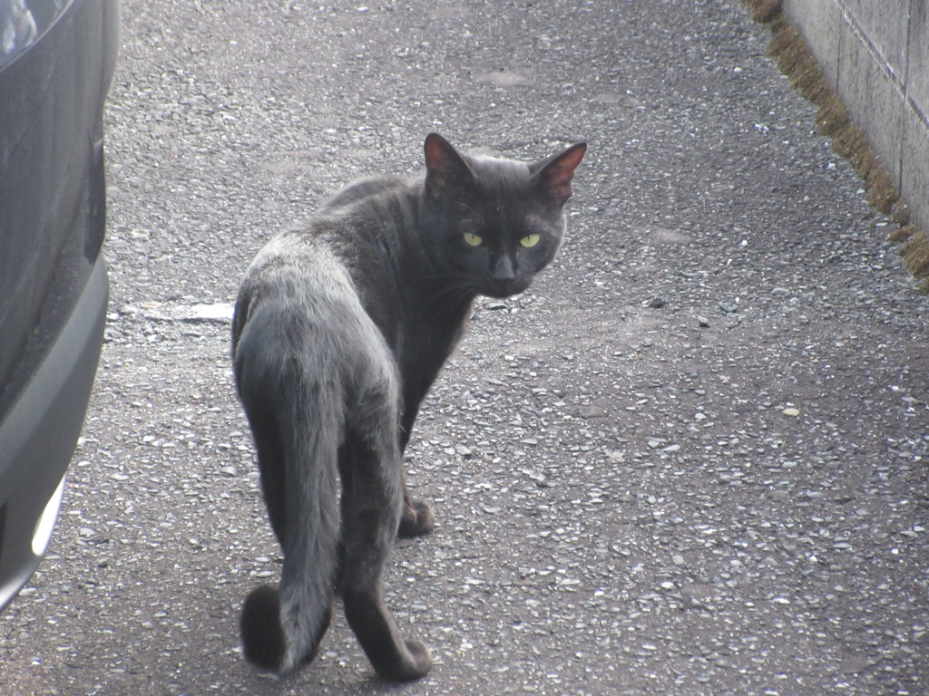 こちらを見つめる黒猫