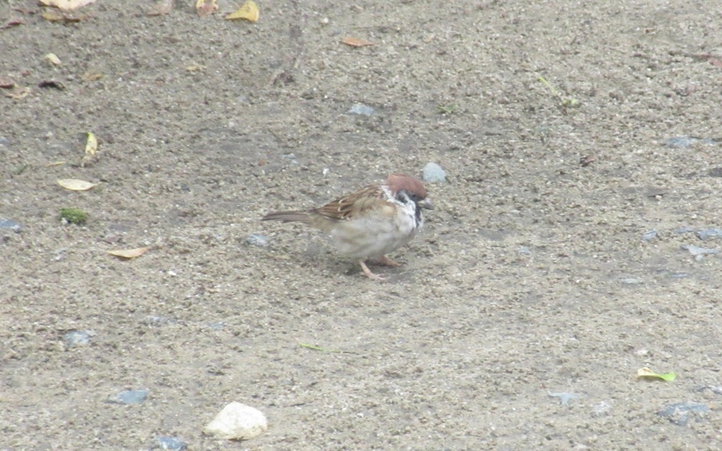 餌を探すスズメ②