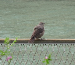 川辺にたたずむ鳥たち②