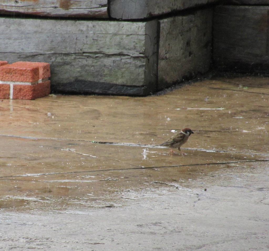 雨の日でも餌探しに奮闘①