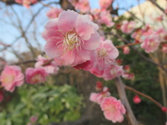 博多シティ屋上の桜　③