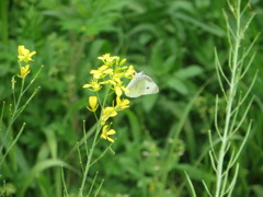 菜の花にとまってる蝶