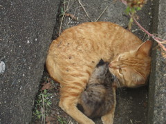 親猫と子猫⑧