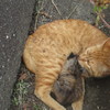 親猫と子猫⑧