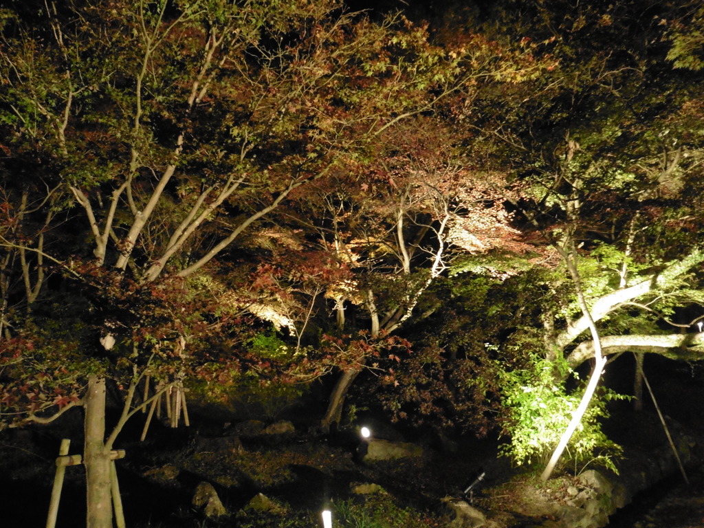 ライトアップ②