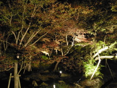 ライトアップ②