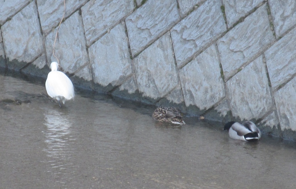 川辺のサギとカモ