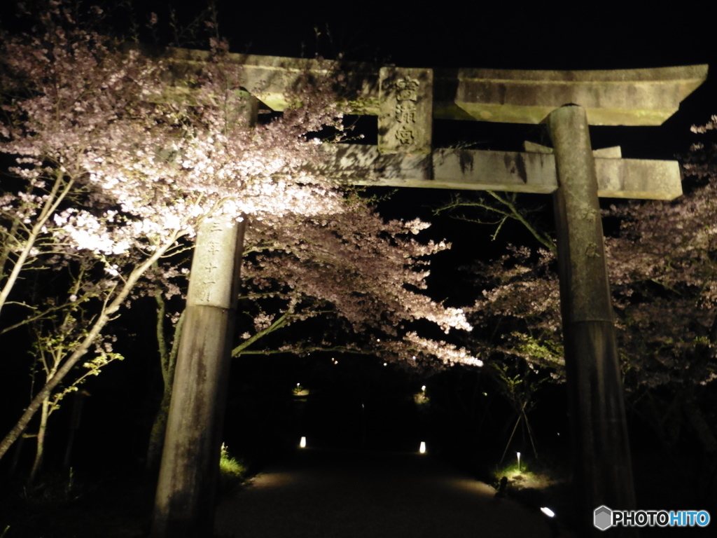 夜桜③
