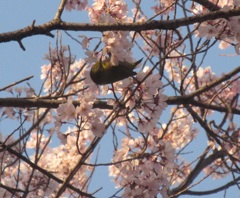 桜＆メジロ①　