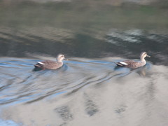 ２匹池を泳ぐ鴨