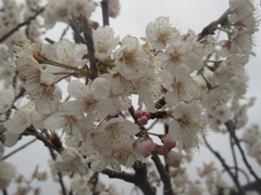 脳古島の桜②
