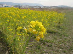 福岡空港R16付近の菜の花①