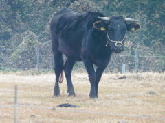 熊本の田舎で放牧されていた牛さん②