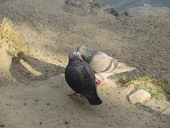 愉快な2羽のハト　③