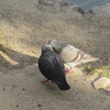 愉快な2羽のハト　③