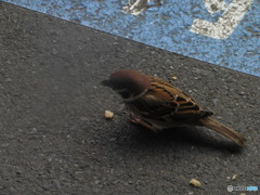 餌をほおばるスズメ④