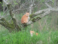 猫ちゃんが２匹