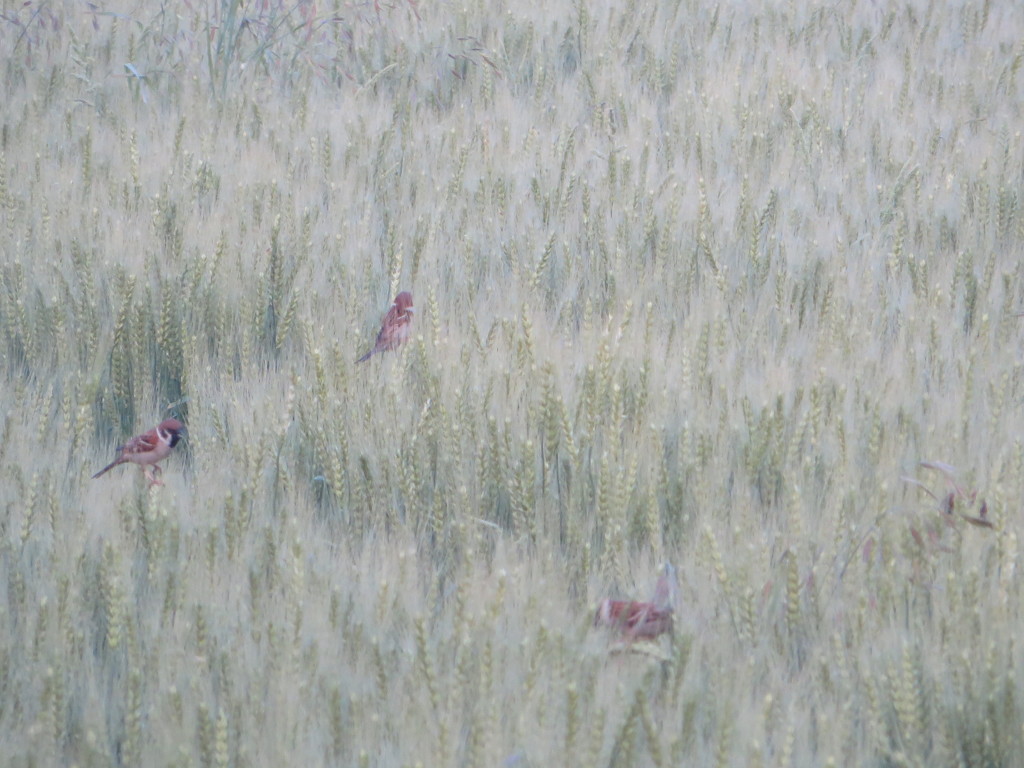 麦畑に群がるスズメ